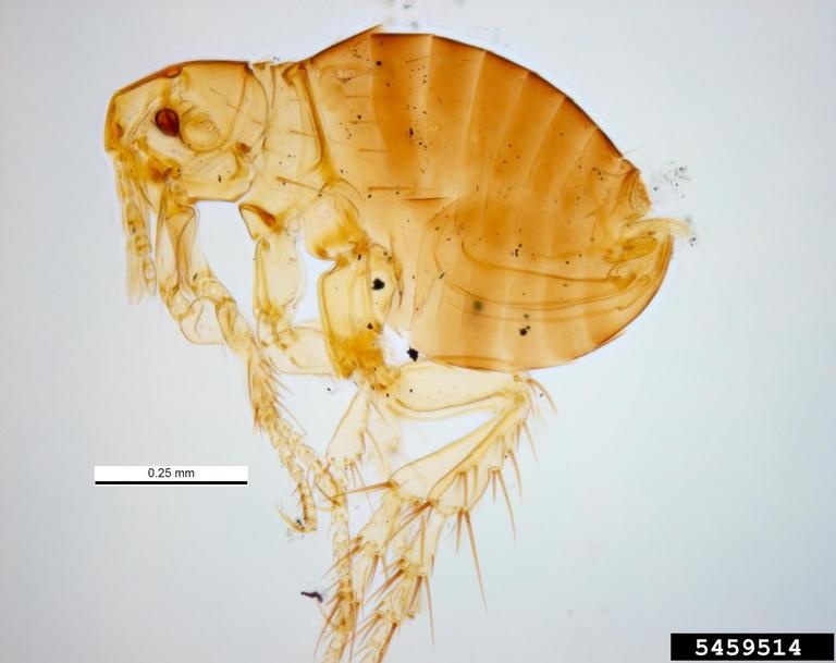 Sticktight Flea
